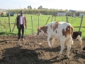 Vacas de la escuela